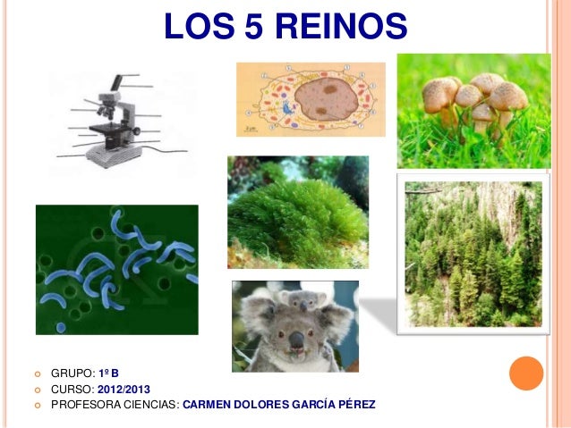 1 b los 5 reinos