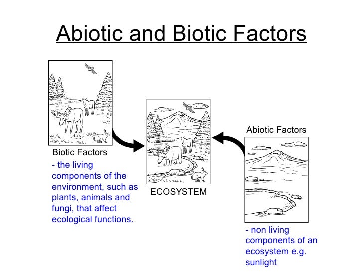 A Forest Of Biotic And Abiotic Pictures 48