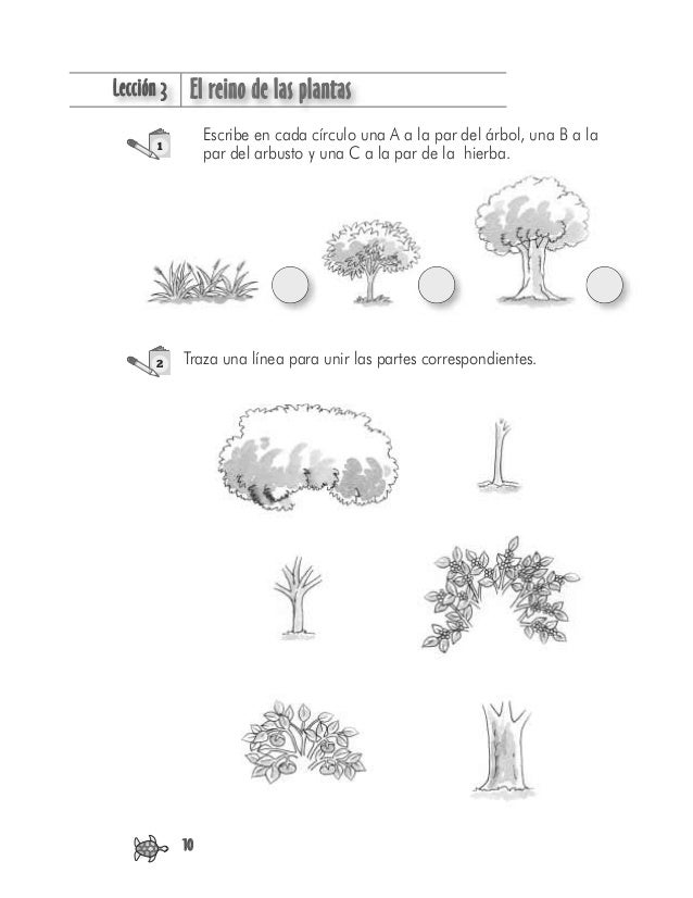 LLección 3 El reino de las plantas
10
Escribe en cada círculo una A a la par del árbol, una B a la
par del arbusto y una C...