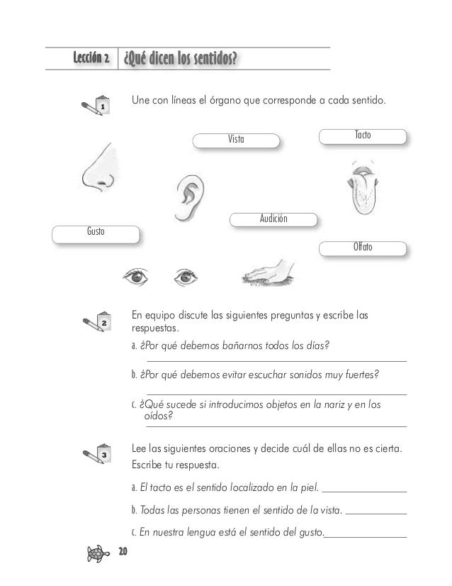 LLección 2 ¿Qué dicen los sentidos?
20
1
Une con líneas el órgano que corresponde a cada sentido.
Vista
Audición
Tacto
Olf...