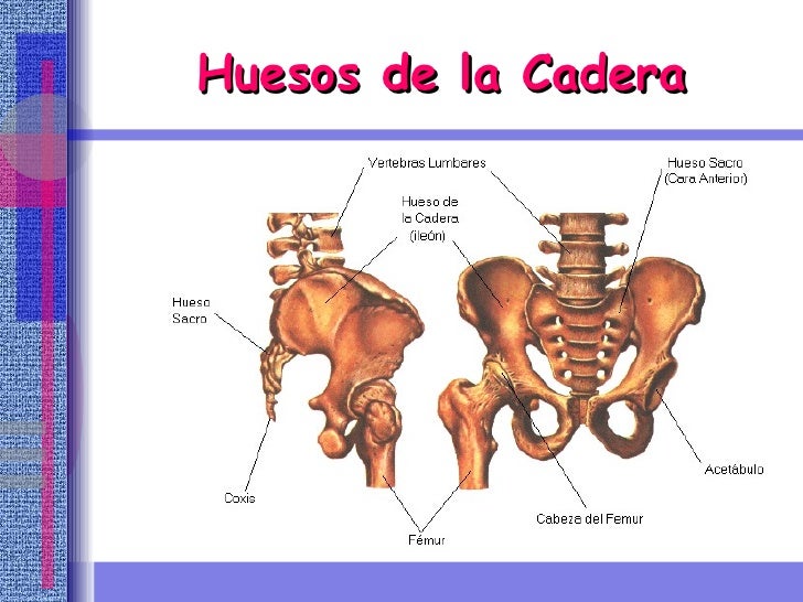 1 el cuerpo humano