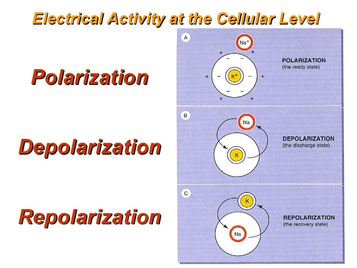 Cardiac Electrophysiology