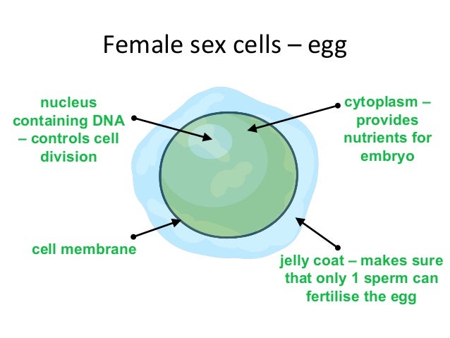 pictures of sex female sex cell pictures of sex female sex cell