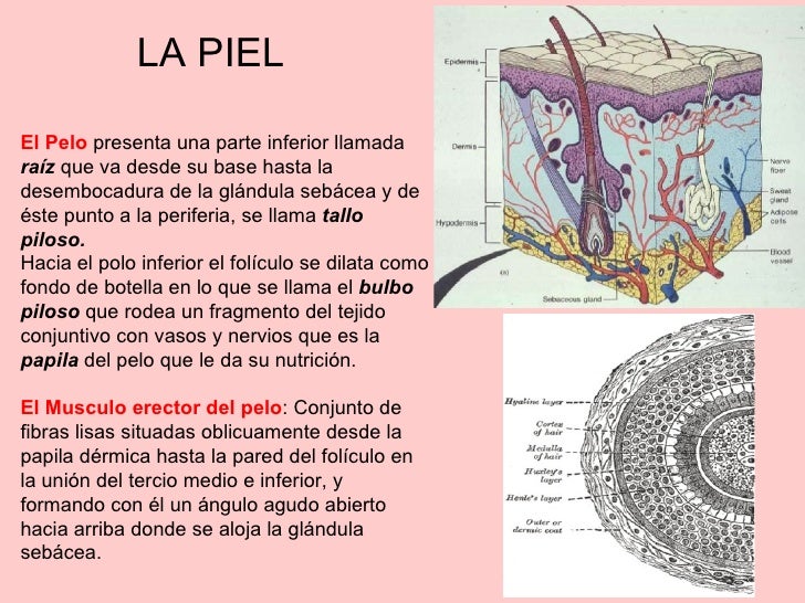 Que blanquean la crema en la composición el lino