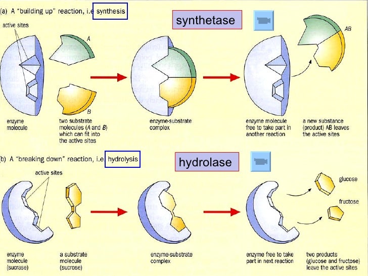 Chapter 5 Enzymes Lesson 1 - Introduction to Enzymes