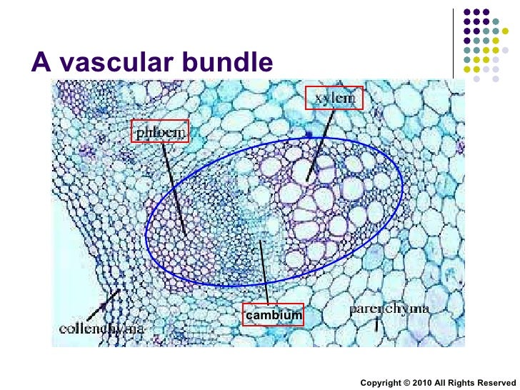 vascular bundle plant anatomy Britannicacom