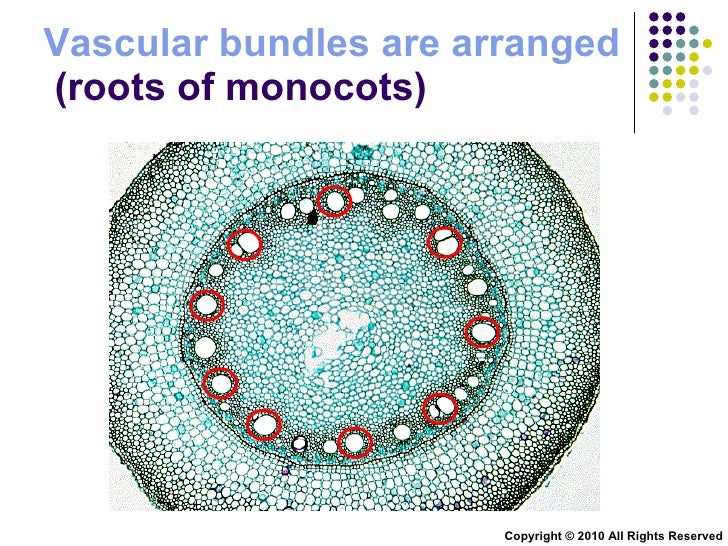 Chapter 9 Transport in Plants Lesson 1 Monocotyledons and dicot
