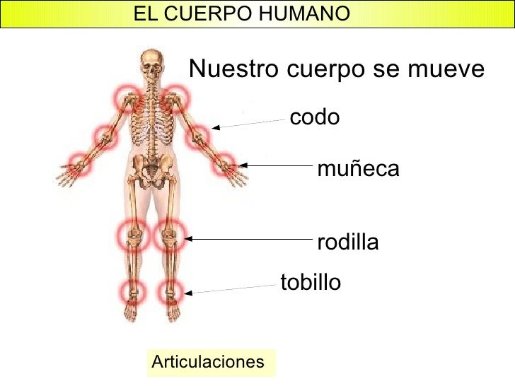 Las papillas para el adelgazamiento de los lados