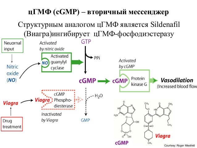 Advantages Of Viagra