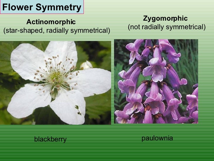1st Lecture Flowers And Leaves