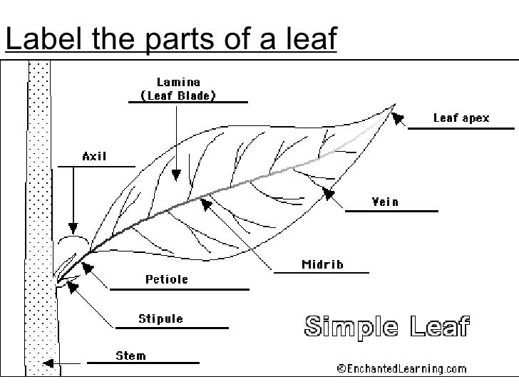 Printables Parts Of A Leaf Worksheet parts of a leaf worksheet bloggakuten