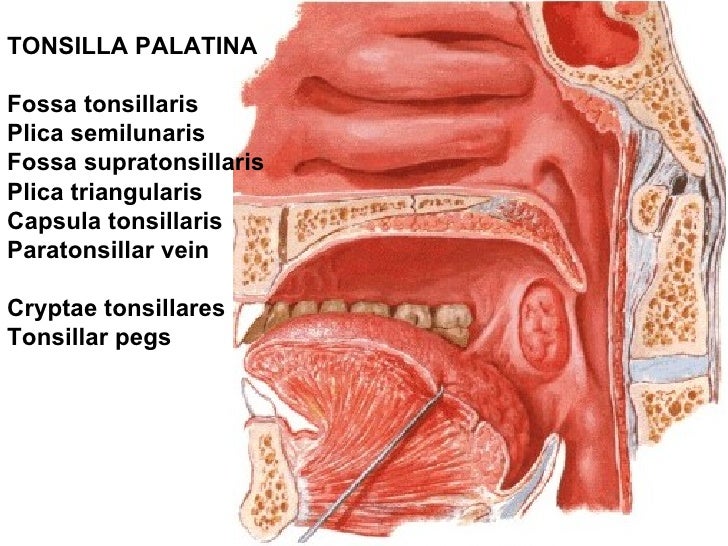 1st week _digestive_system_i