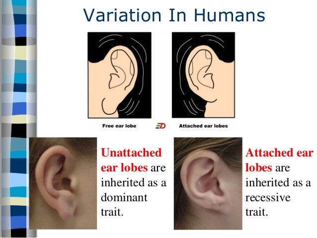 register variation thesis