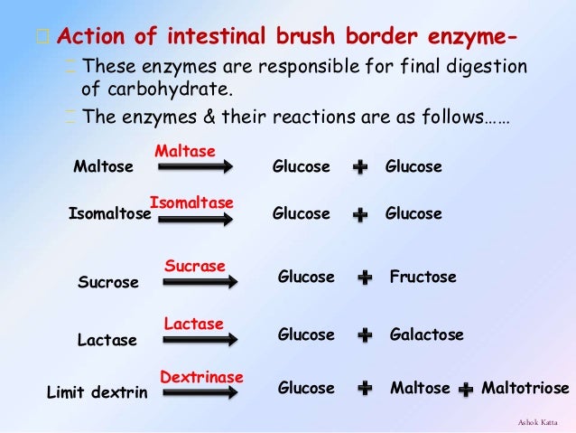 Digestion and Absorption of carbohydrates