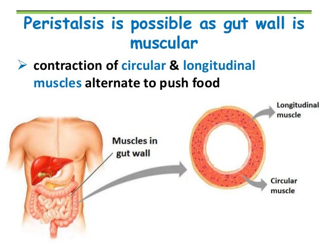 BIOLOGY FORM 4 CHAPTER 6 - NUTRITION PART 2