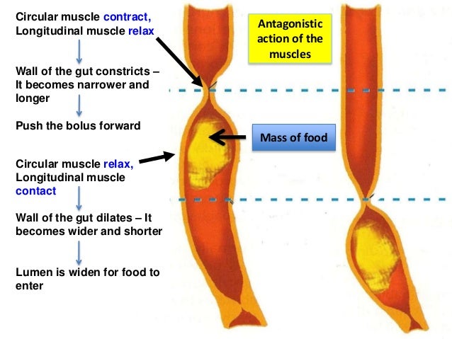 BIOLOGY FORM 4 CHAPTER 6 - NUTRITION PART 2