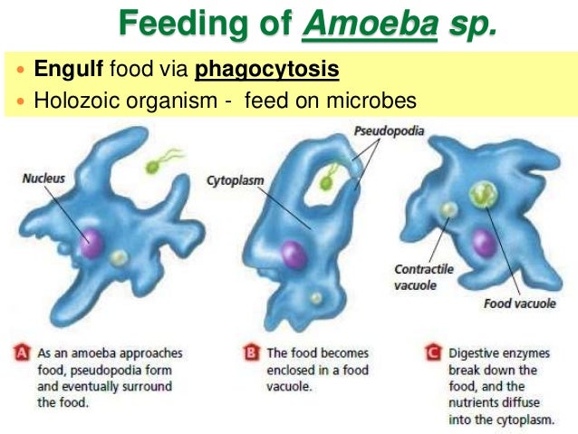 BIOLOGY FORM 4 CHAPTER 2 PART 2 - CELL ORGANIZATION