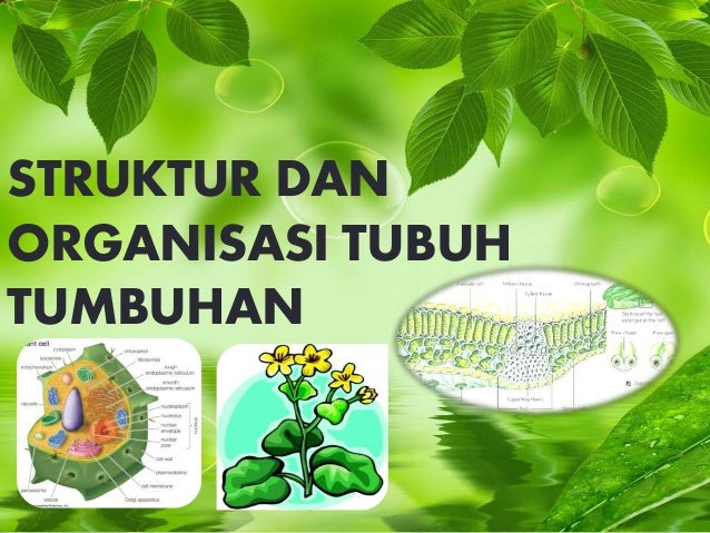 2. struktur dan organisasi tubuh tumbuhan