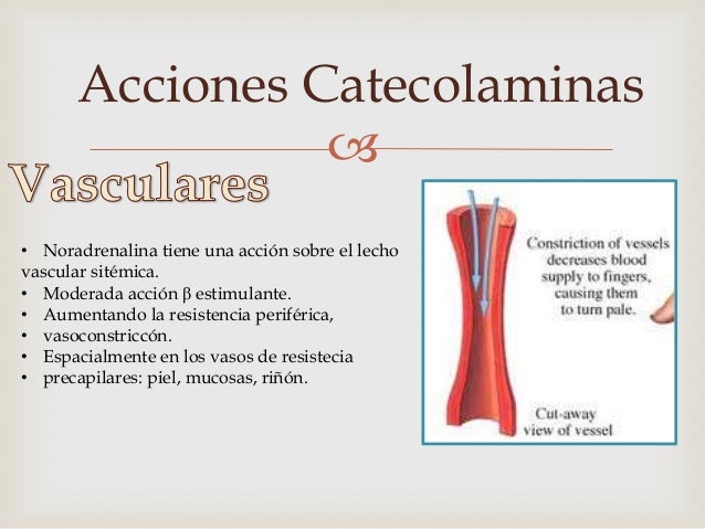 Catecolaminas Catecolaminas