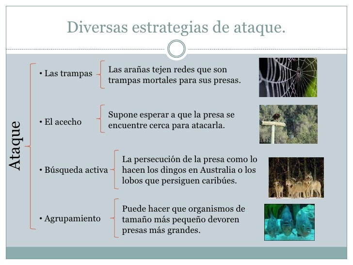 2.3 Analisis De Algunas Adaptaciones Depredador Presa