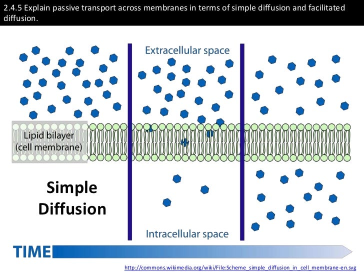 explain in detail why palisade cells Palisade cells show various adaptations are 1 their cylindrical shape, which allows maximum absorption of light by chloroplasts 2these cells produce carbohydrates in greater quantities than are needed by each cell these carbohydrates are fed i. explain in detail why palisade cells Palisade cells show various adaptations are 1 their cylindrical shape, which allows maximum absorption of light by chloroplasts 2these cells produce carbohydrates in greater quantities than are needed by each cell these carbohydrates are fed i.