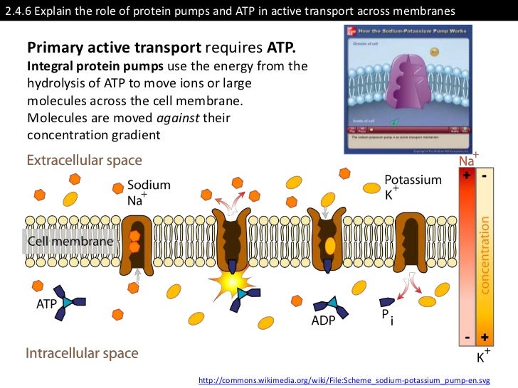 2.4.6 Explain the role of