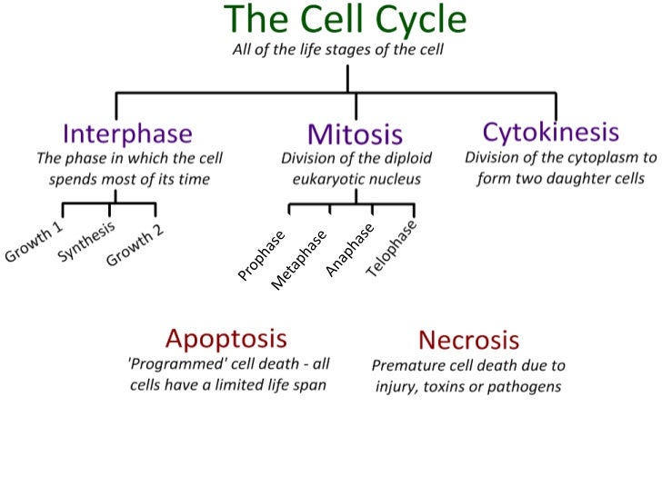 Mitosis In A Sentence