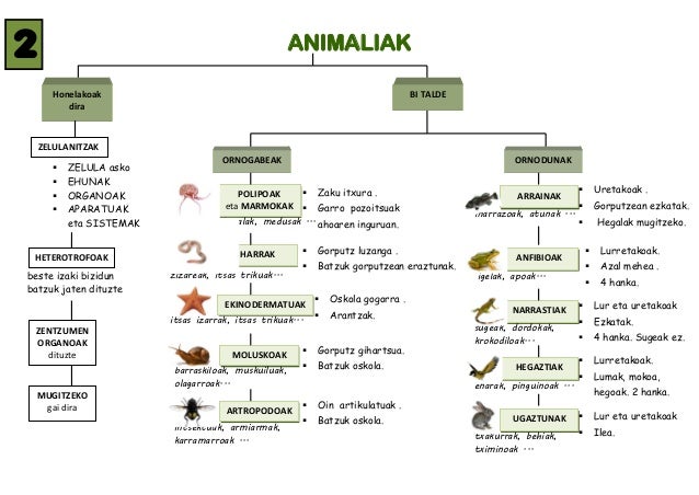 ANIMALIAK- elikatze, harreman-funtzioak AnayaHaritza 5.maila