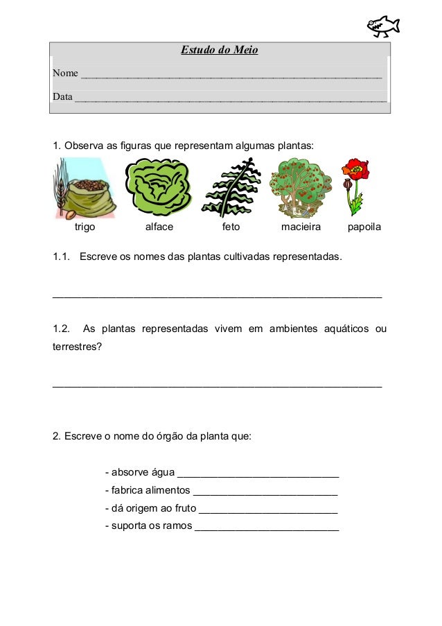 Os seres vivos (plantas e animais) Os seres vivos (plantas e animais)