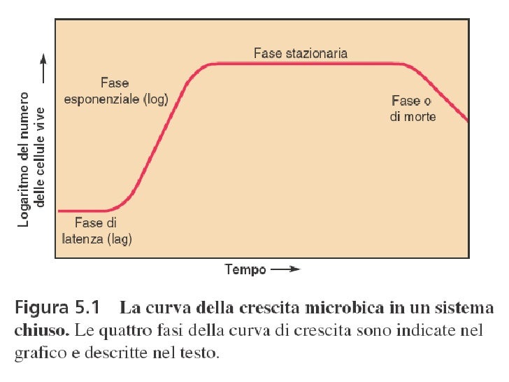 http://image.slidesharecdn.com/2-crescitabatteristud-120423124715-phpapp01/95/2crescita-batteri-stud-16-728.jpg?cb=1335185308