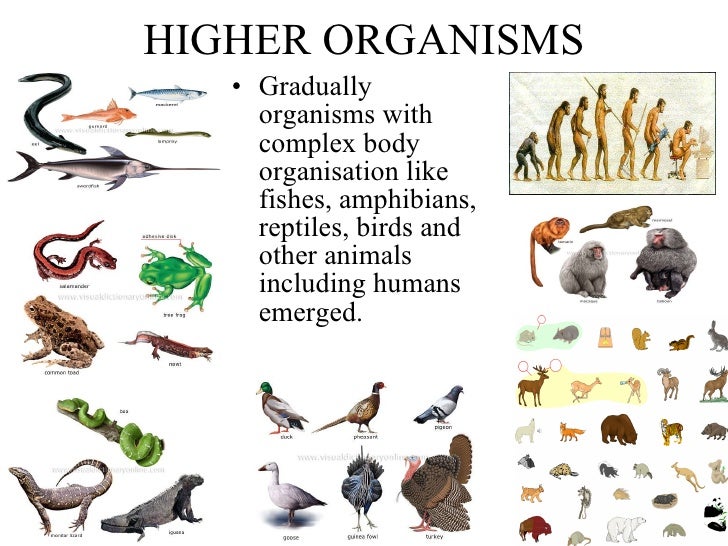 Evolution of life n earth