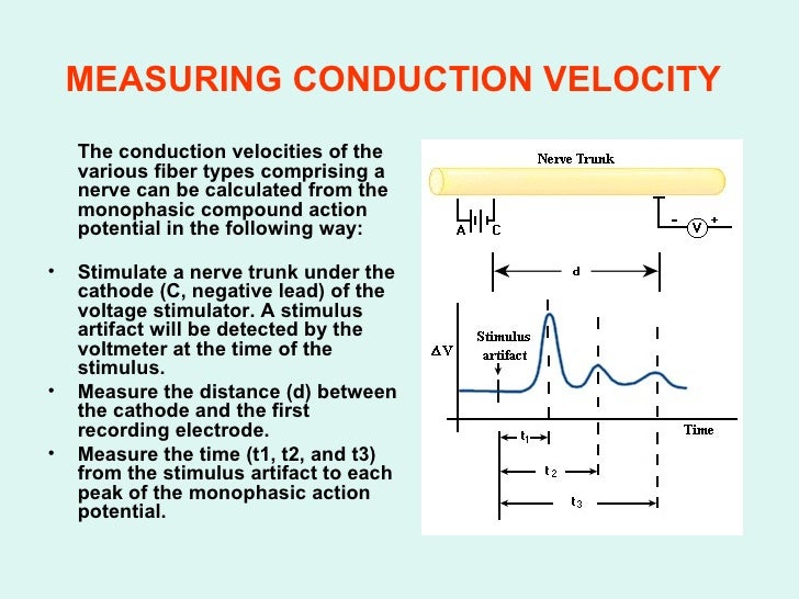 Which Of The Following Would Have The Fastest Conduction Speed