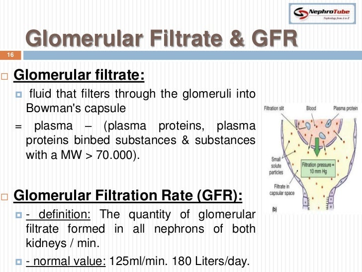 Renal Physiology (II) Glomerular Structure & Filtration