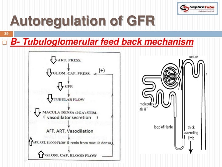 Renal Physiology (II) Glomerular Structure & Filtration