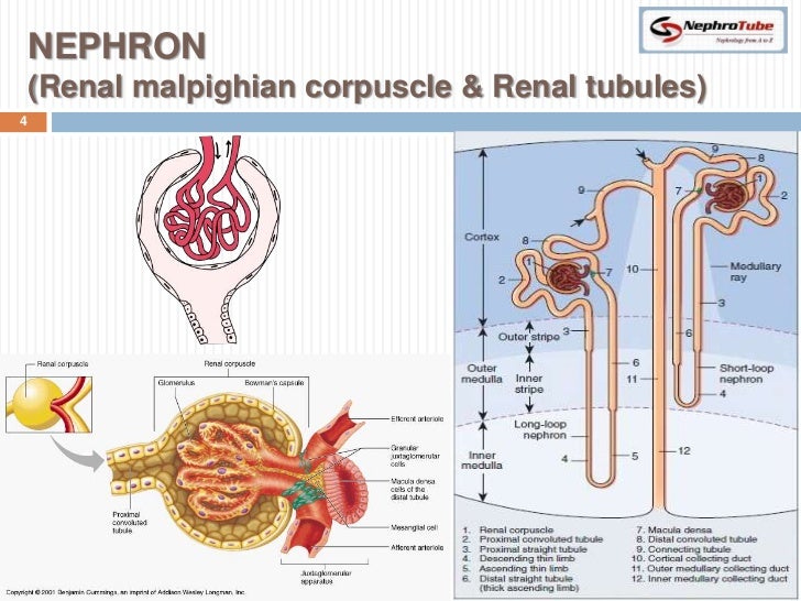 renal system physiology renal system physiology