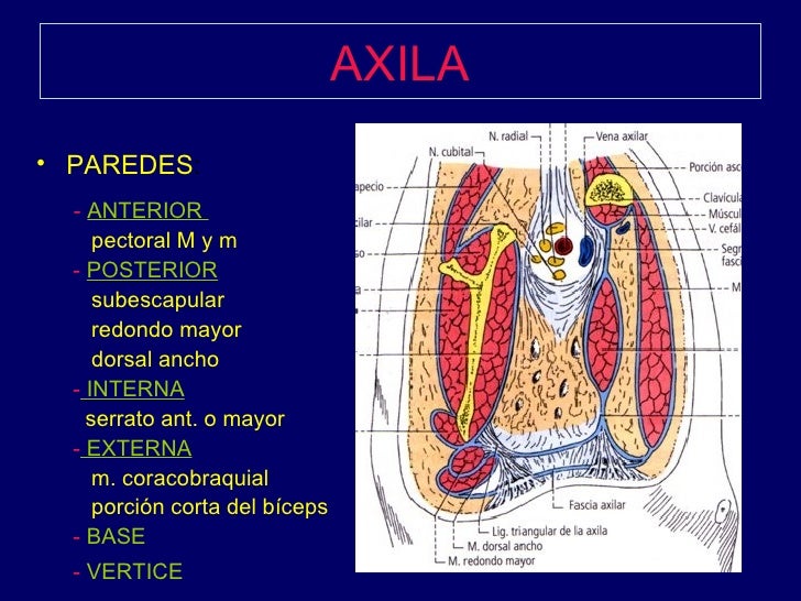 Asegure sus axilas con la Última Innovación en Paredes_3 Paredes de la axila_3