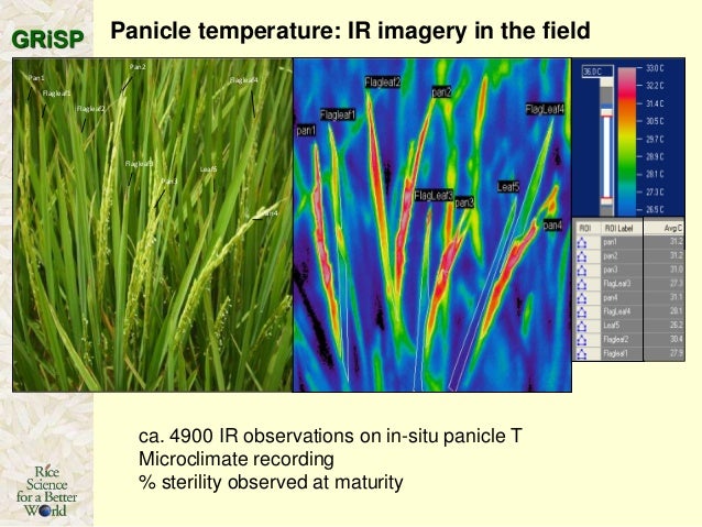 anthesis in rice anthesis in rice