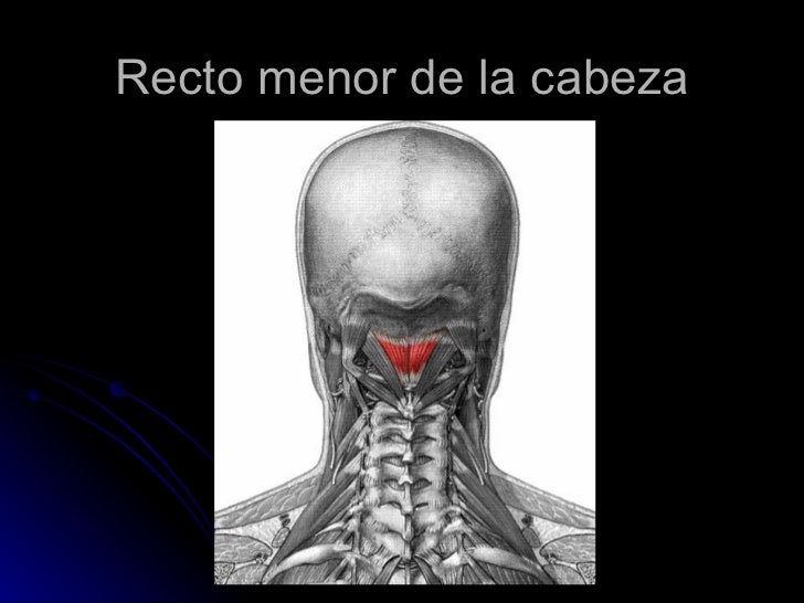 MUSCULOS DEL CUELLO