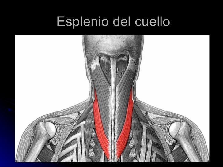 MUSCULOS DEL CUELLO MUSCULOS DEL CUELLO
