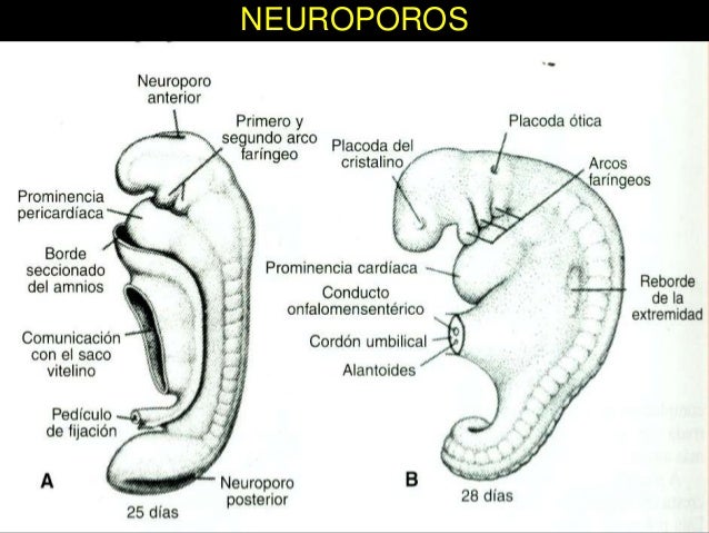 Resultado de imagen para neuroporos