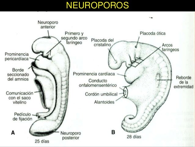 Resultado de imagen para neuroporos Resultado de imagen para neuroporos