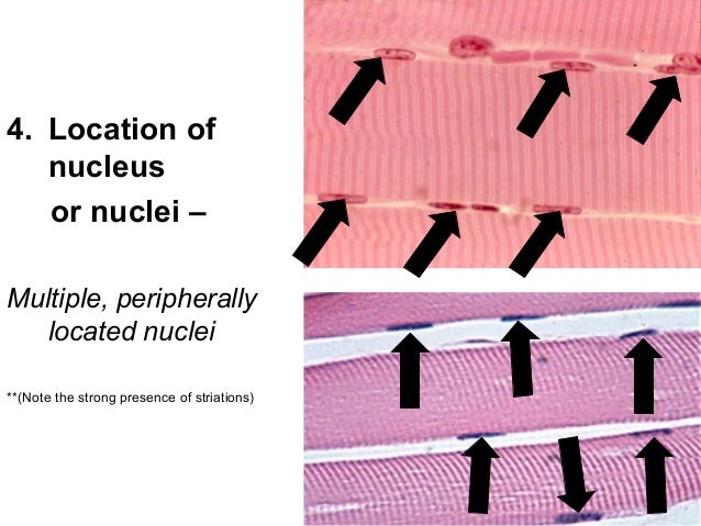 2. skeletal muscle tissue