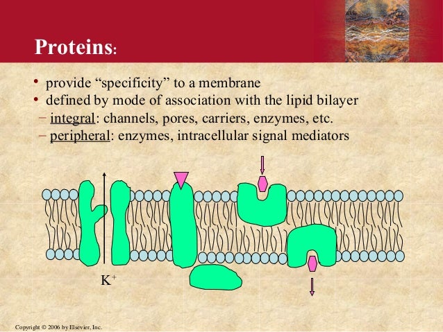 Image result for protein function