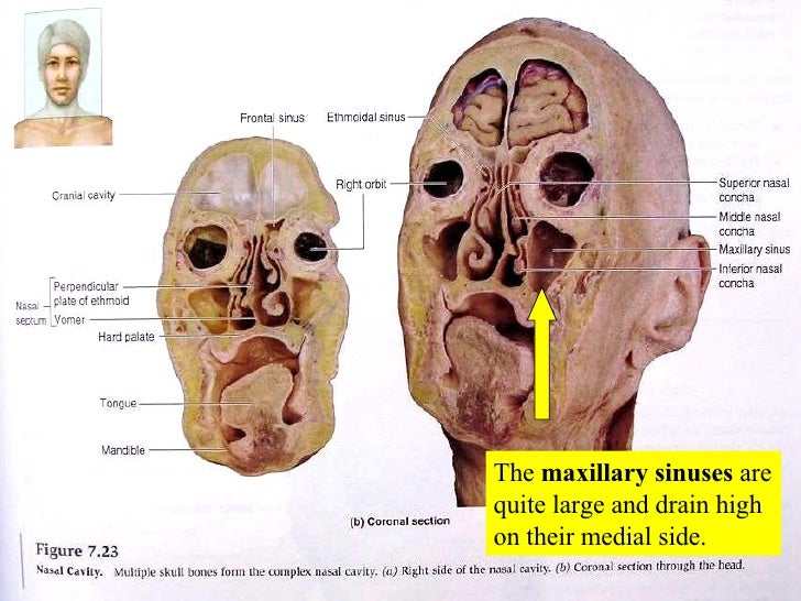 20 Respiratory System
