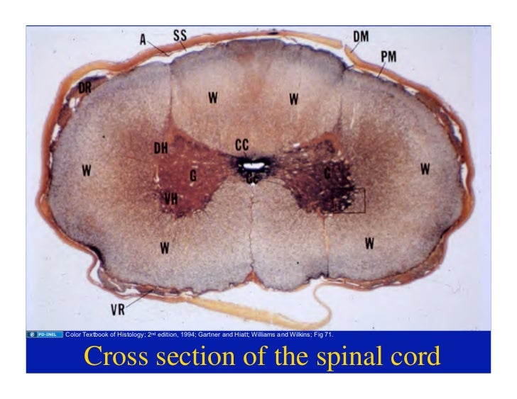 purves et al neuroscience 5th edition pdf