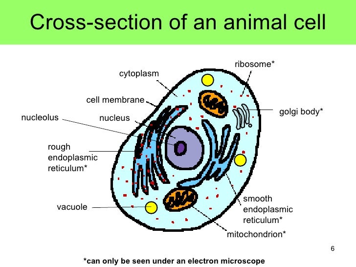 Cell Structure And Organisation