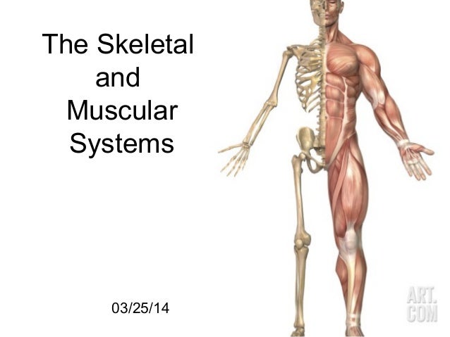 Skeletal Muscular Articular Systems Homework Help Muscular And Skeletal System Essay Yellow Wallpaper Analysis Essay also Custom Literature Review Apa Style Classification Essay Thesis