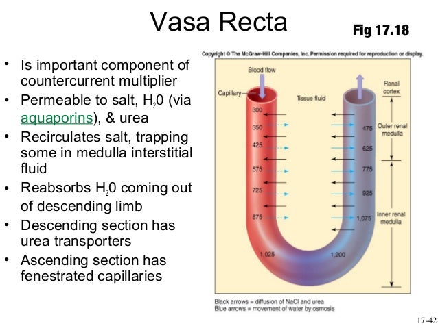 What is the function of the vasa recta?
