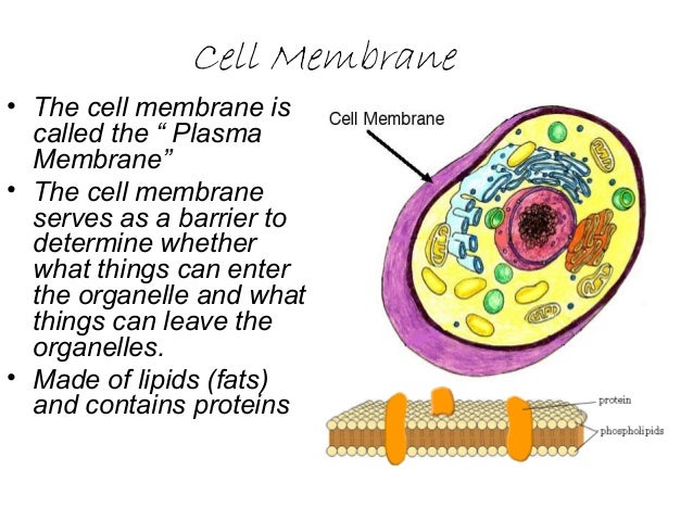 What is the cell membrane made of?