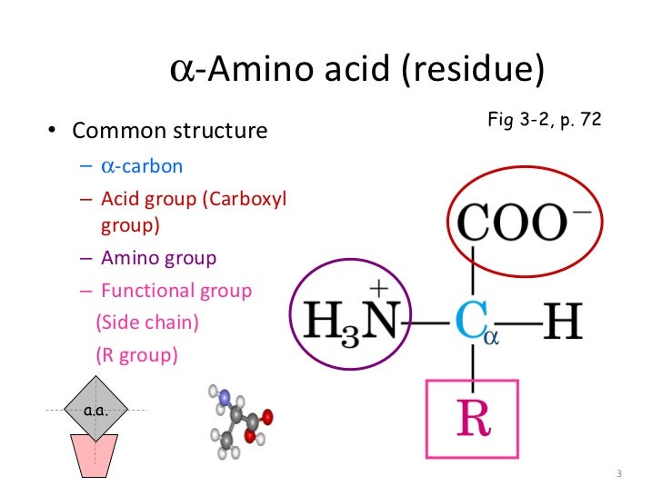 Amino Acid Residue Definition Science at Maria Williams blog